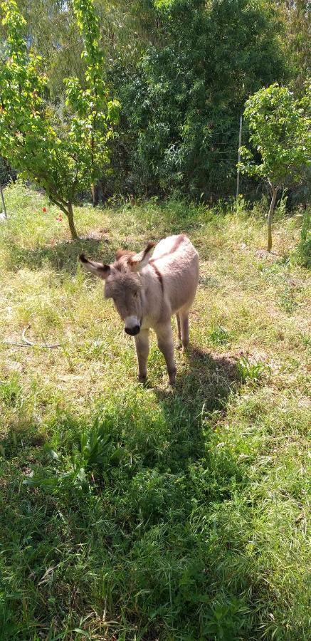 Agriturismo Funtan'Arva Loculi Exteriör bild